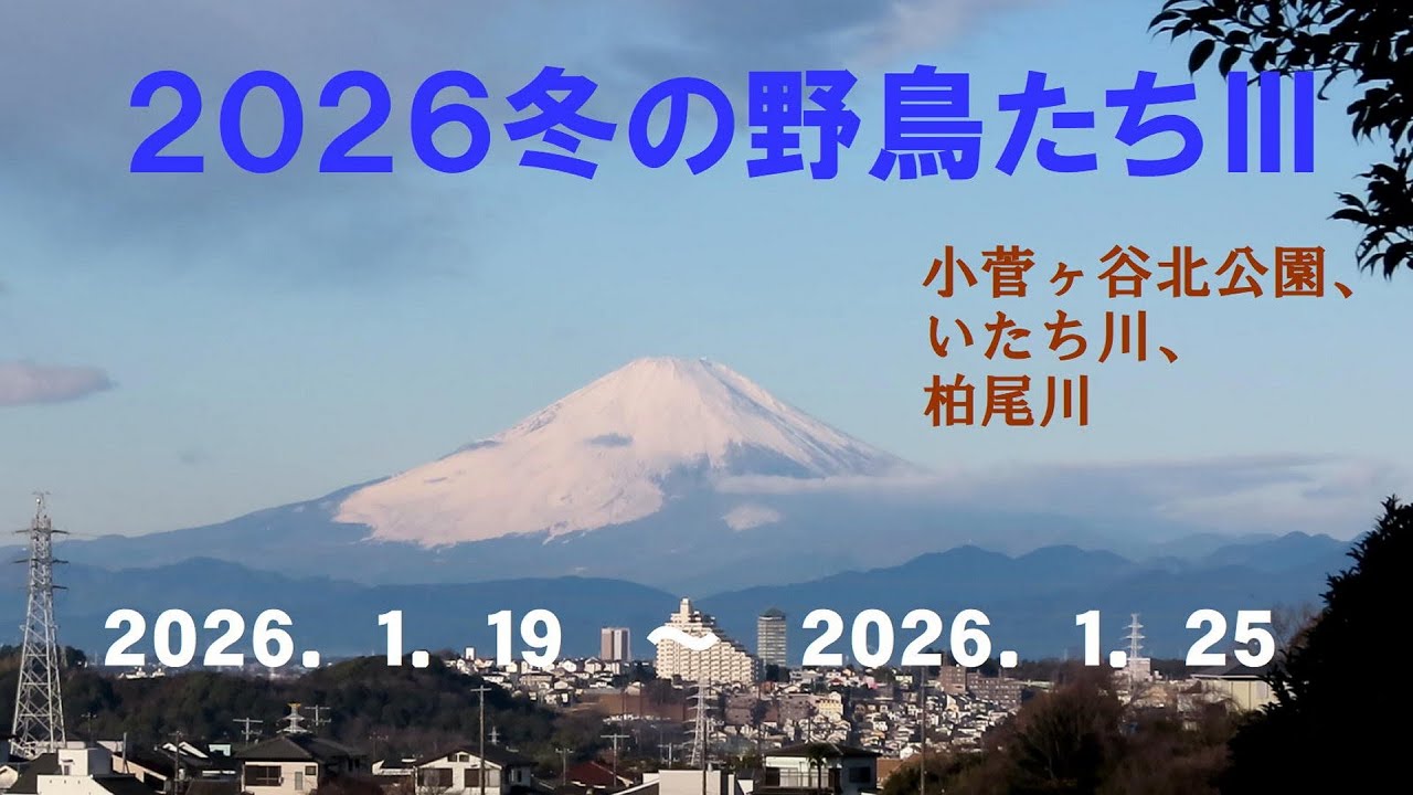 ２０２６冬の野鳥たちⅢ