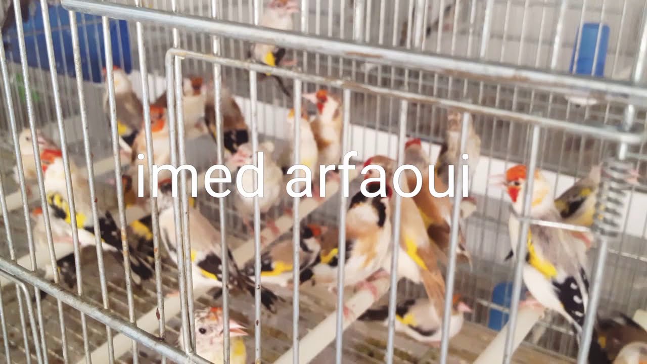 Plusieurs chardonneret mutation a vendre