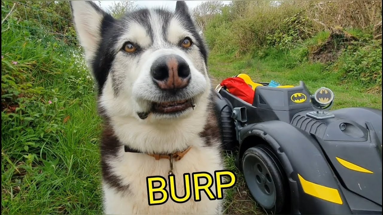 Dog burps in my face during an Interview | Most lovable Superhero Batdog