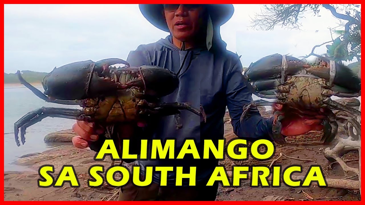 EP||84 HOW TO CATCH  MUD CRAB...MALALAKING ALIMANGO NG SOUTH AFRICA