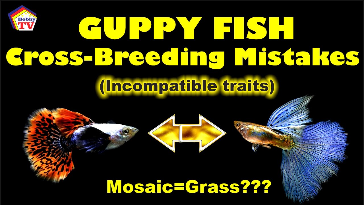 Guppy Fish Crossbreeding Mistakes!