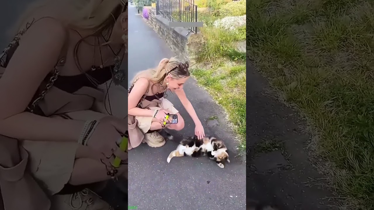 Funniest Cat 😻 kitten meowing cute 🙀 # Episode 2253