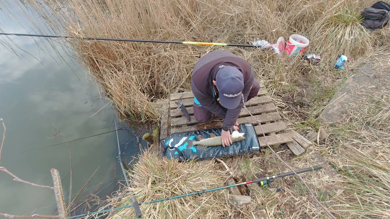 Angeln auf Hecht mit K&ouml;derfisch und Pose... ob es klappt ?????