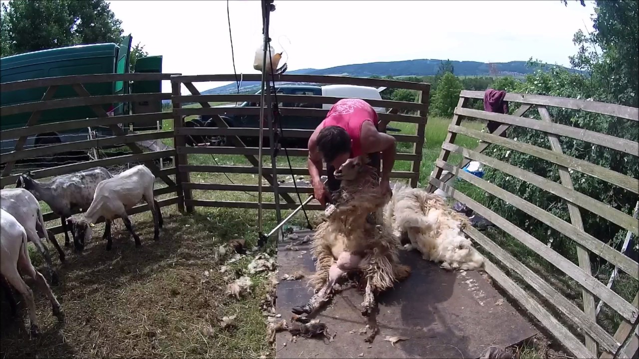 Stříhání ovcí David Zdrha