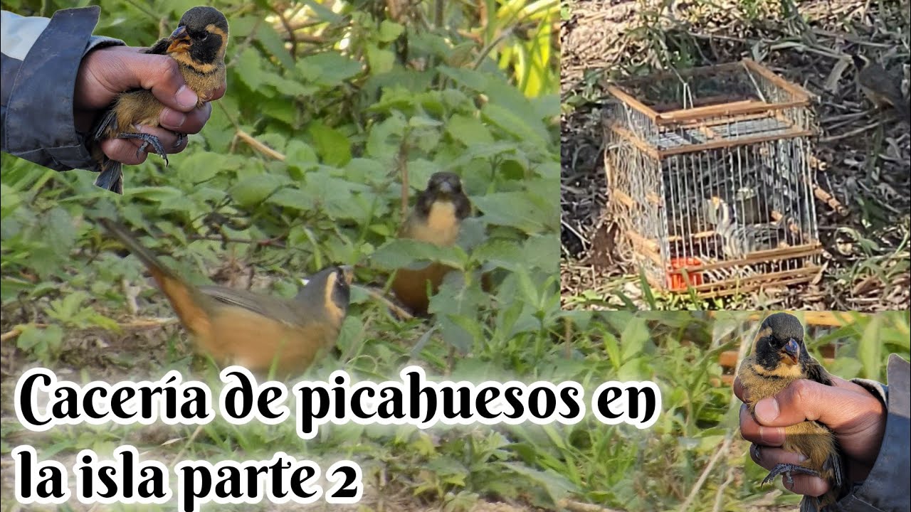 Cacería de picahuesos parte 2
