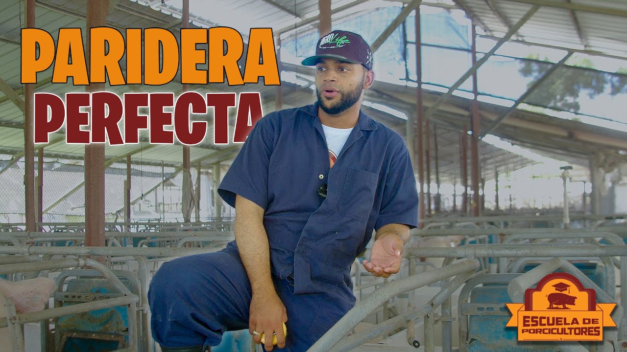 Capítulo 1: parideras perfecta || Escuela De Porcicultores