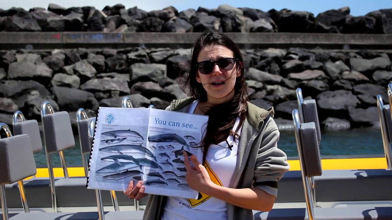 What Whales and Dolphins can be seen in Azores Islands? | Fun Fact Fridays TERRA AZUL™