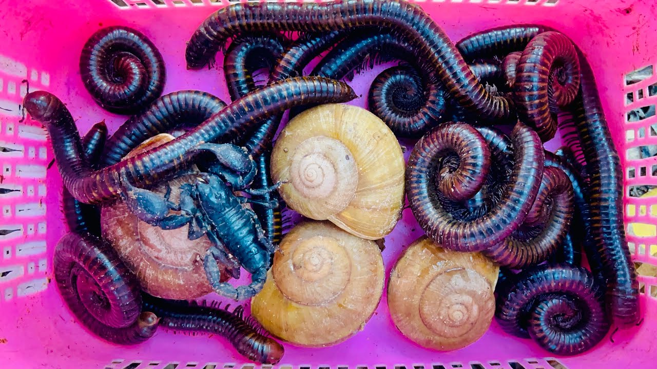 Ловля гигантских многоножек, скорпионов и улиток в лесу 