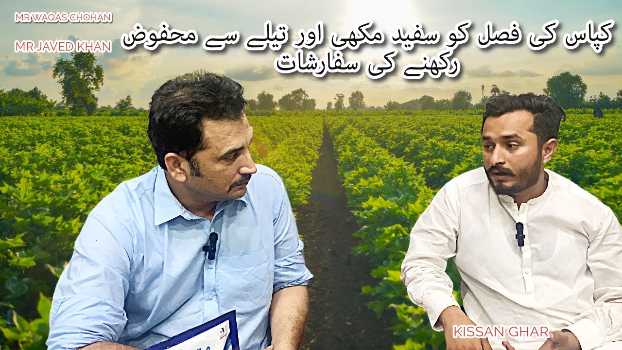 Whitefly attack on Cotton Crop ! Best Product to Control Whitefly for maximum yield | Kissan Ghar