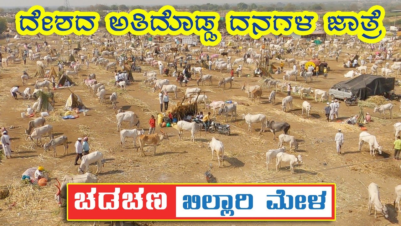 Chadchan Khillar cattle fair 2023