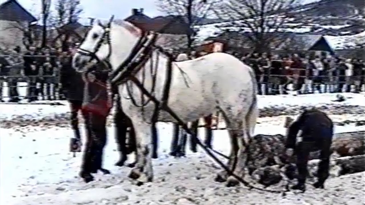 Majstrovstvá Slovenska furmanov Polomka 2004 → Archívny videozáznam [Polomka, Slovensko]
