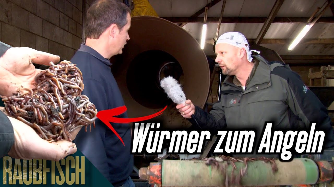 Matze´s Wurmreport: Wer züchtet eigentlich Würmer zum Angeln?