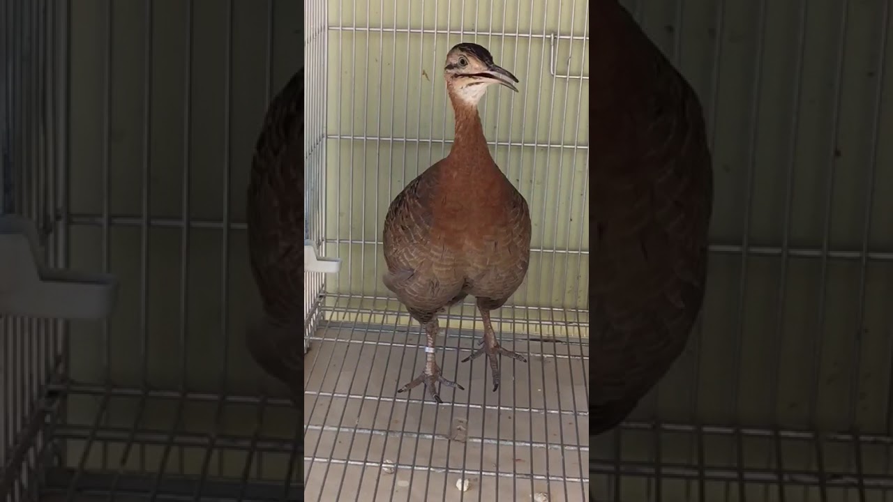 canto do perdig&atilde;o Red Winged Tinamou (Rhynchotus rufescens)
