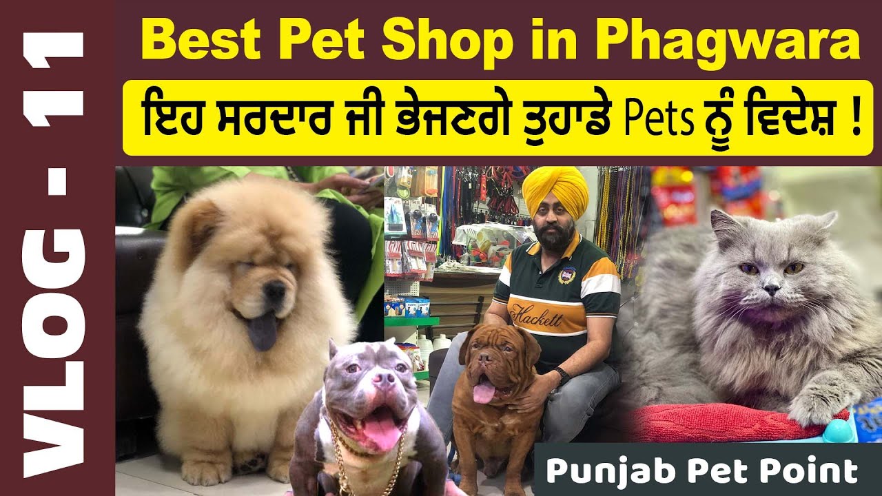 Best Pet shop in Phagwara | Punjab Pet Point | Dogs,Cats,Fishes,Parrots | Vlog-11 @petclues2751