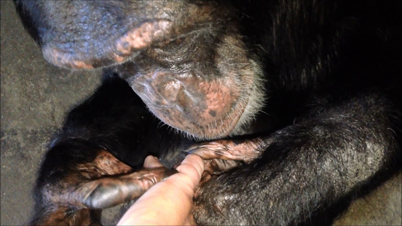 Bow Grooming Me on September 30, 2018