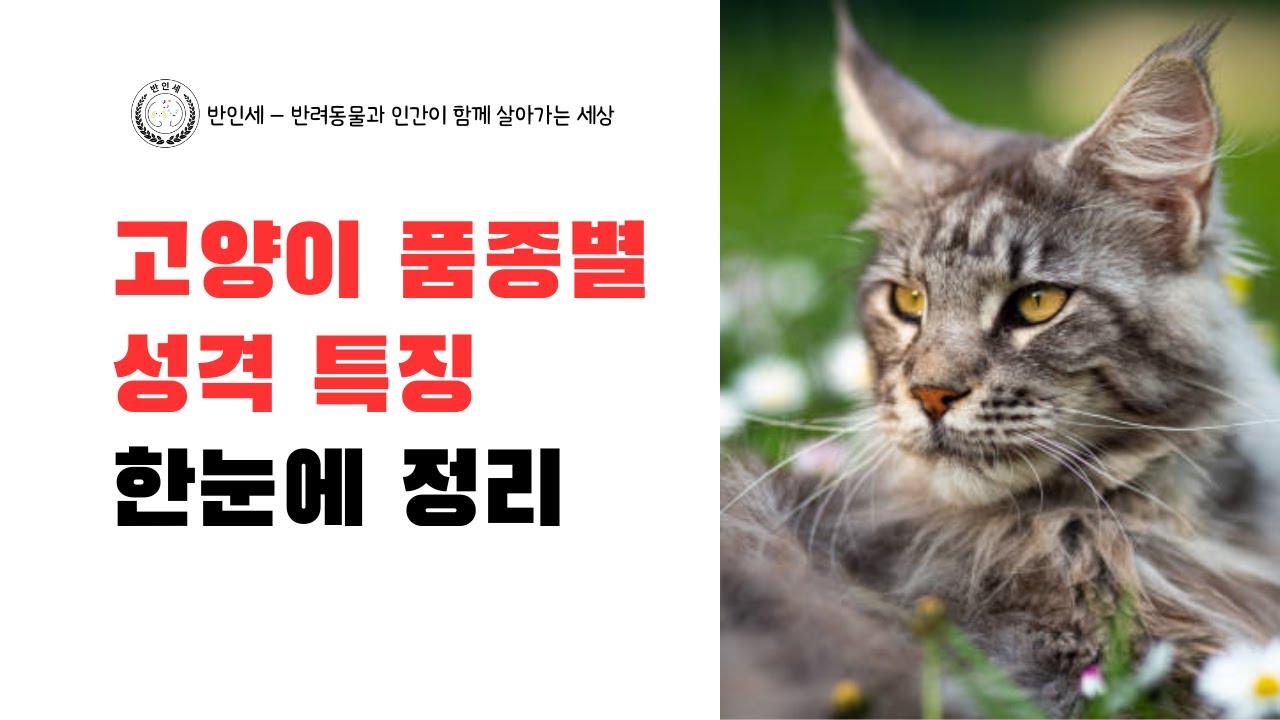 고양이 품종별 성격 특징 한눈에 정리 - 롱폼