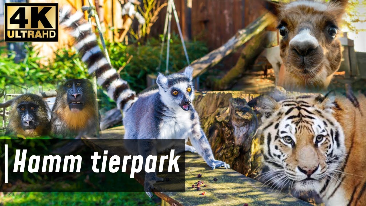 Tierpark Hamm in NRW Deutschland - Zoo in Germany 2024 4k