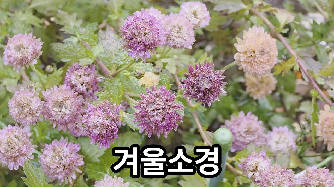 초겨울 소경 - 2025년 12월 초.중순