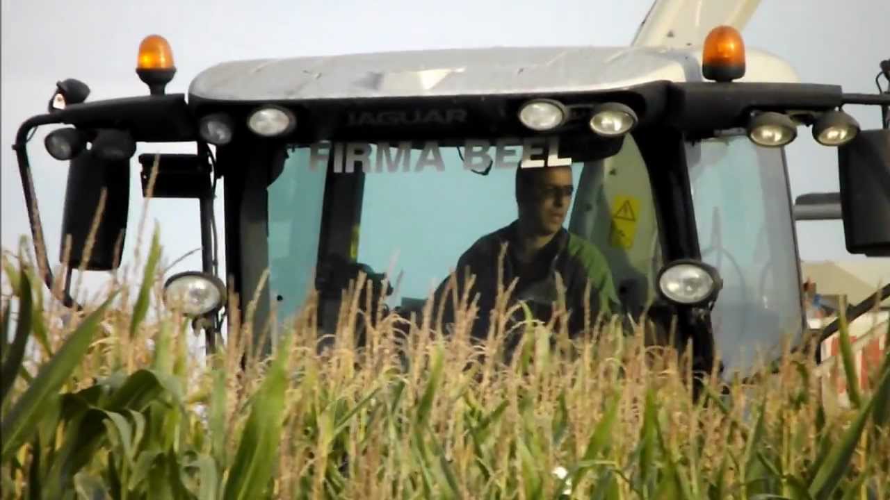 Spectaculaire ensilage à 20 rangs by ETA DEHANT !
