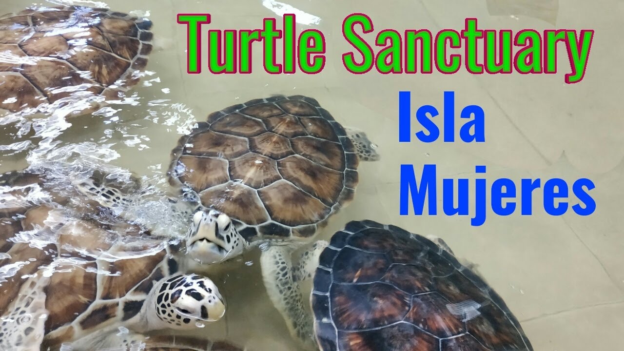 Turtle Farm Isla Mujeres Mexico (Sea Turtles Sanctuary)
