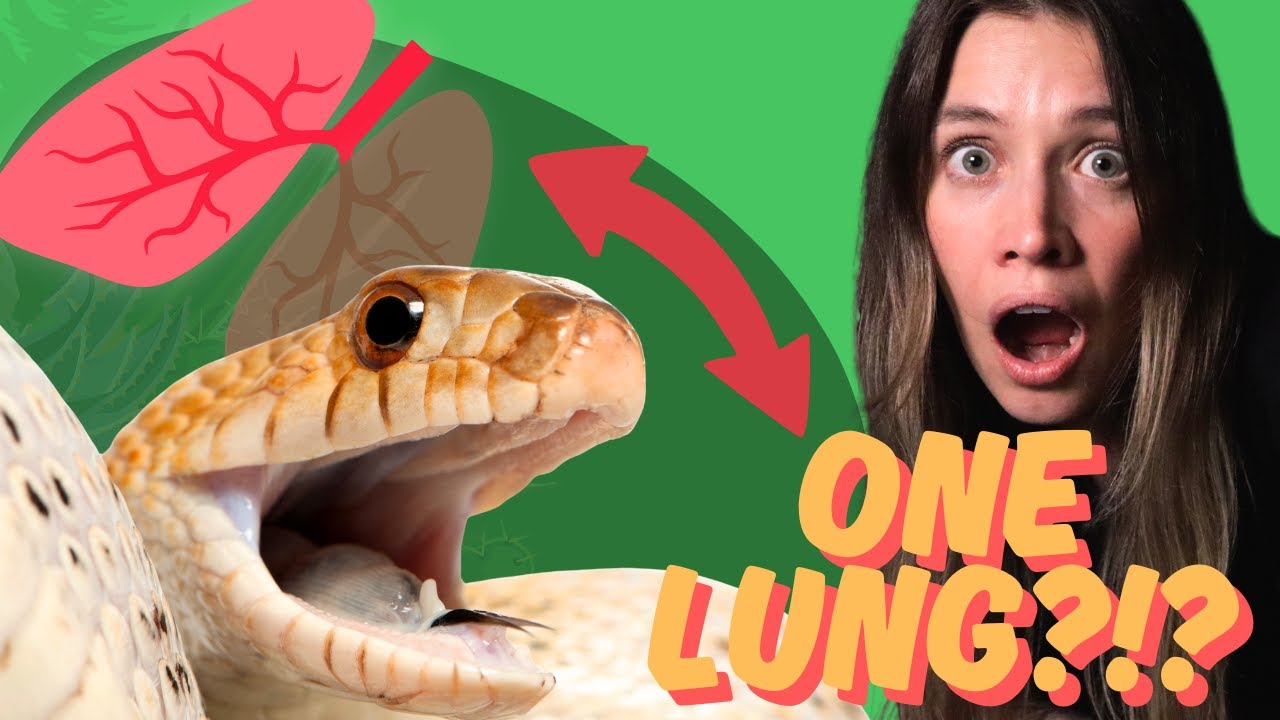 5 Herpetology Facts That Will Blow Your Mind