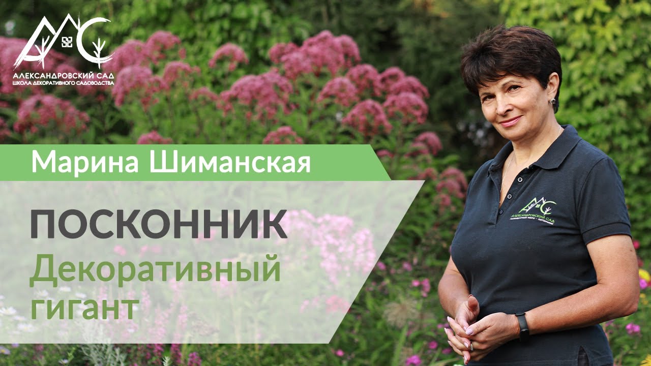 Посконник: декоративный гигант