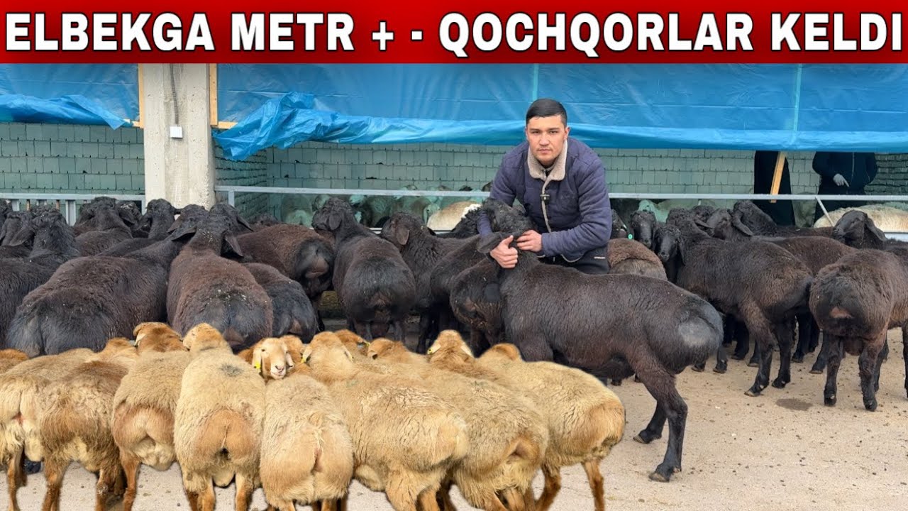 4200 DAN TOZZA QOCHQORLAR SHOK NARXDA
