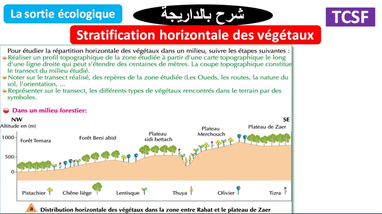 La stratification horizontale des végétaux TCSF (شرح بالداريجة)