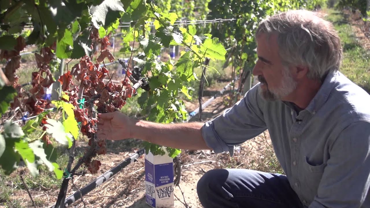 Over Wintering Strategies: New vineyard management practices
