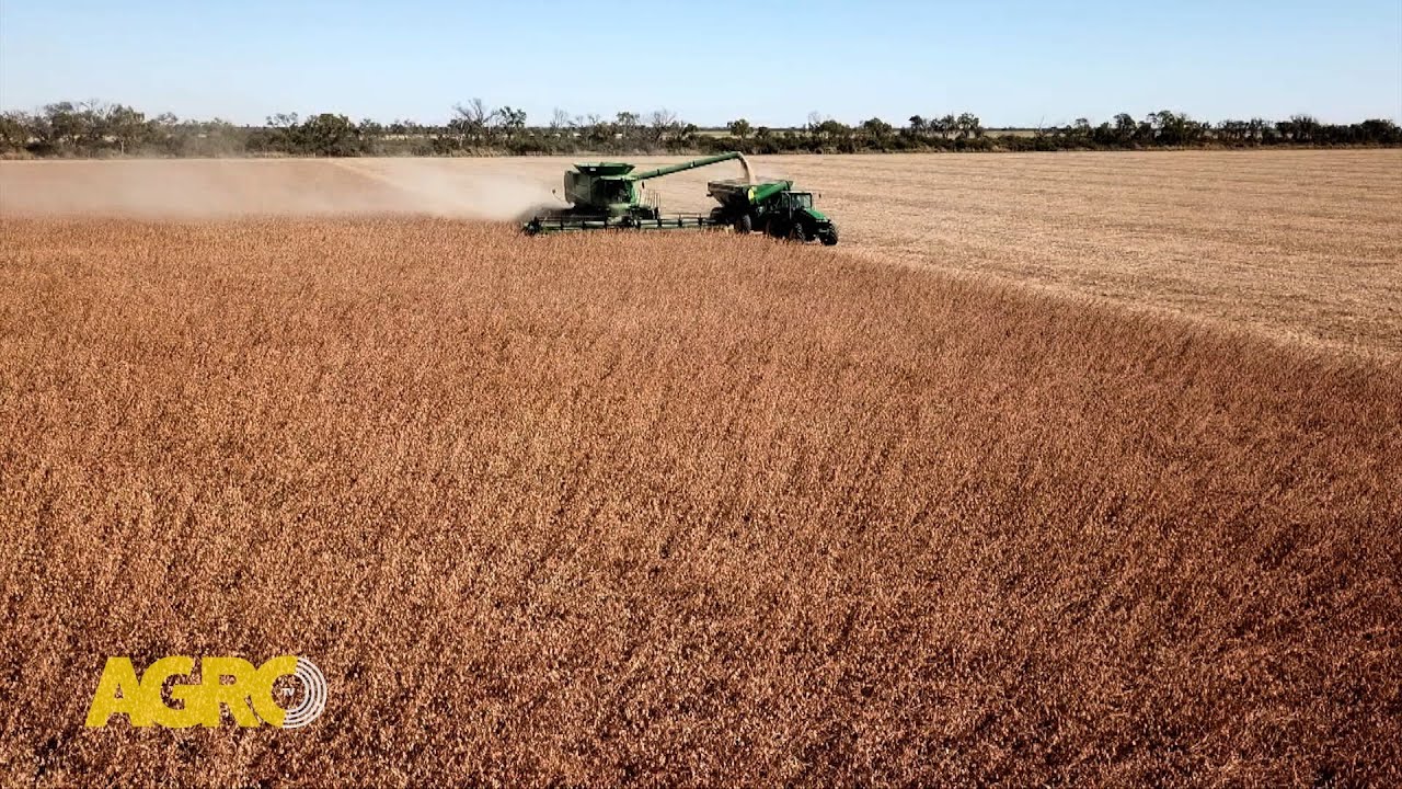 Soja sostenible en Chaco: Tecno productiva que mejora los rindes y biodiversidad (#1112 2024-11-30)