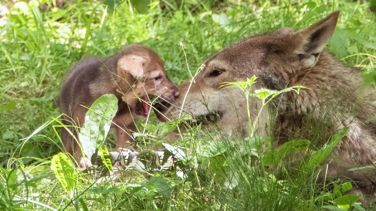 LEARNING ABOUT RED WOLVES