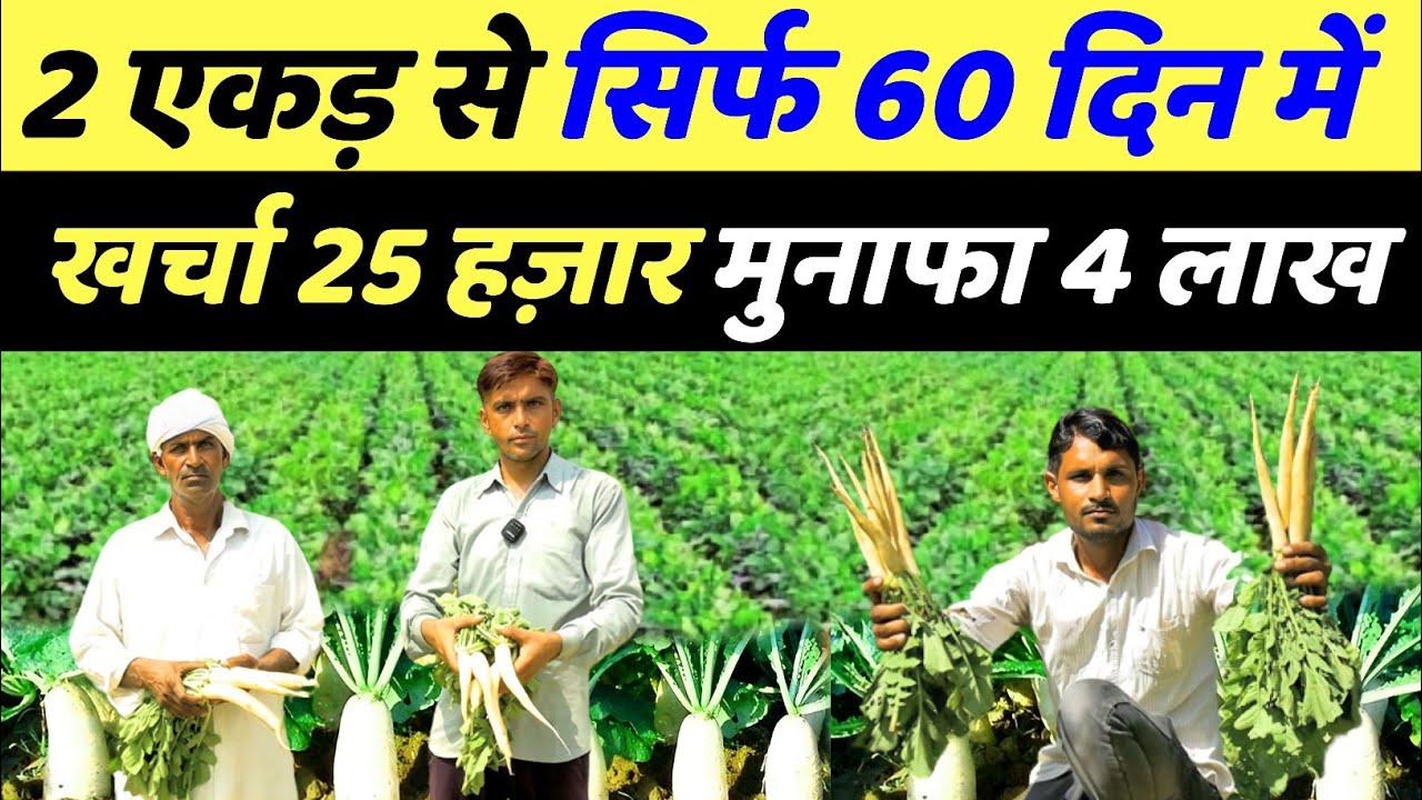 मूली की खेती कब और कैसे करे | mooli ki kheti kaise karte hain | muli ki kheti kaise karen