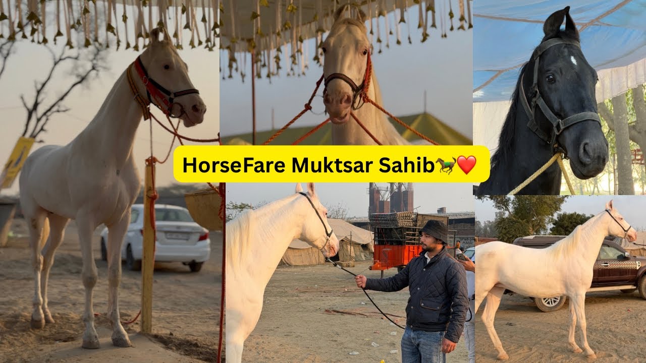 Horse Market and Fare Muktsar Sahib 🐎❤️ best horses #viral #horselove #horsefarming 