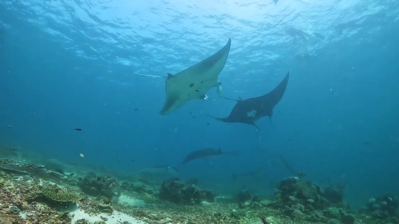 Freediving Manta Point - Komodo, Labuan Bajo, Indonesia  - Ep 214
