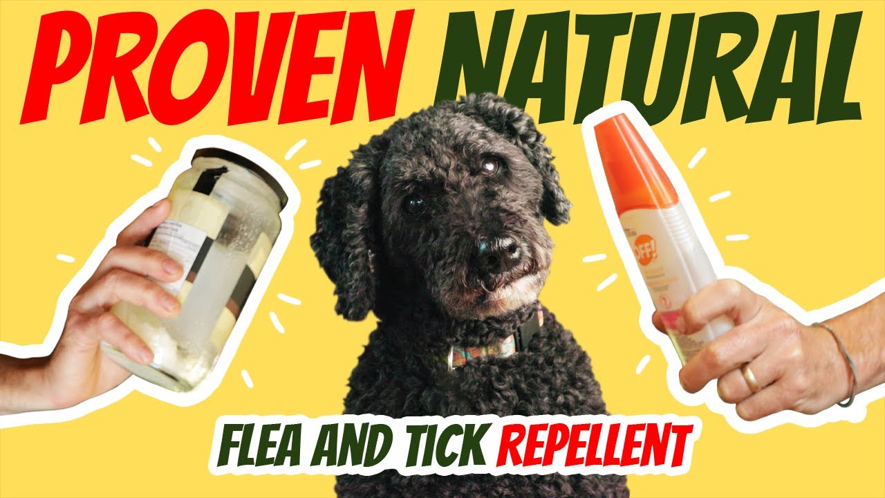 Best Natural Flea & Tick Repellent for Dogs: Safer Than DEET!