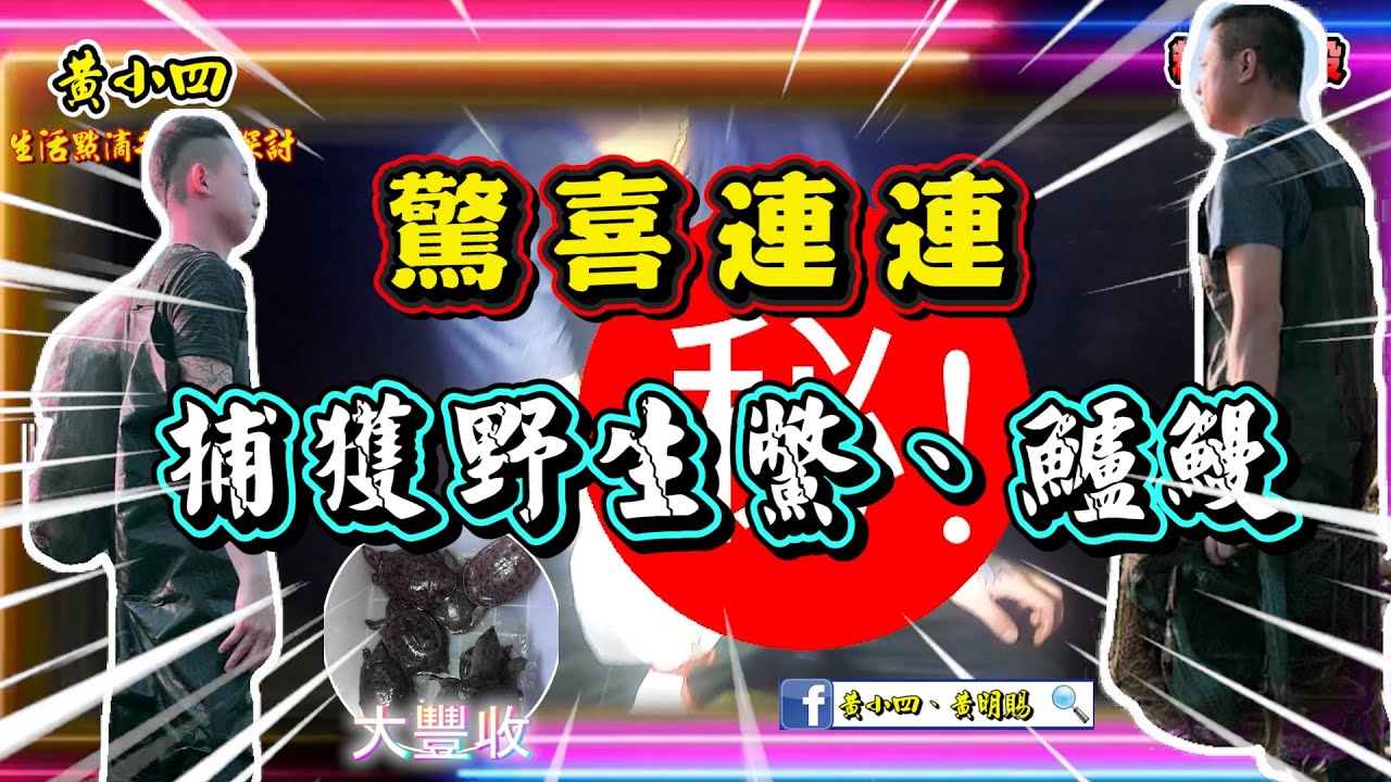 放籠系列｜放蛇籠、大豐收野生【鱉】【鱸鰻】超乾淨山泉水生態調查