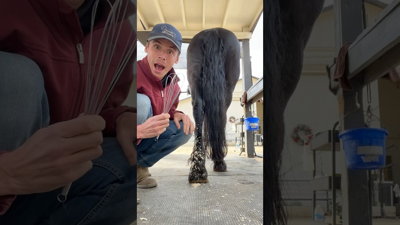 WHISK for grooming horses!? 🐴 Learning new grooming techniques from snow stuck to dogs