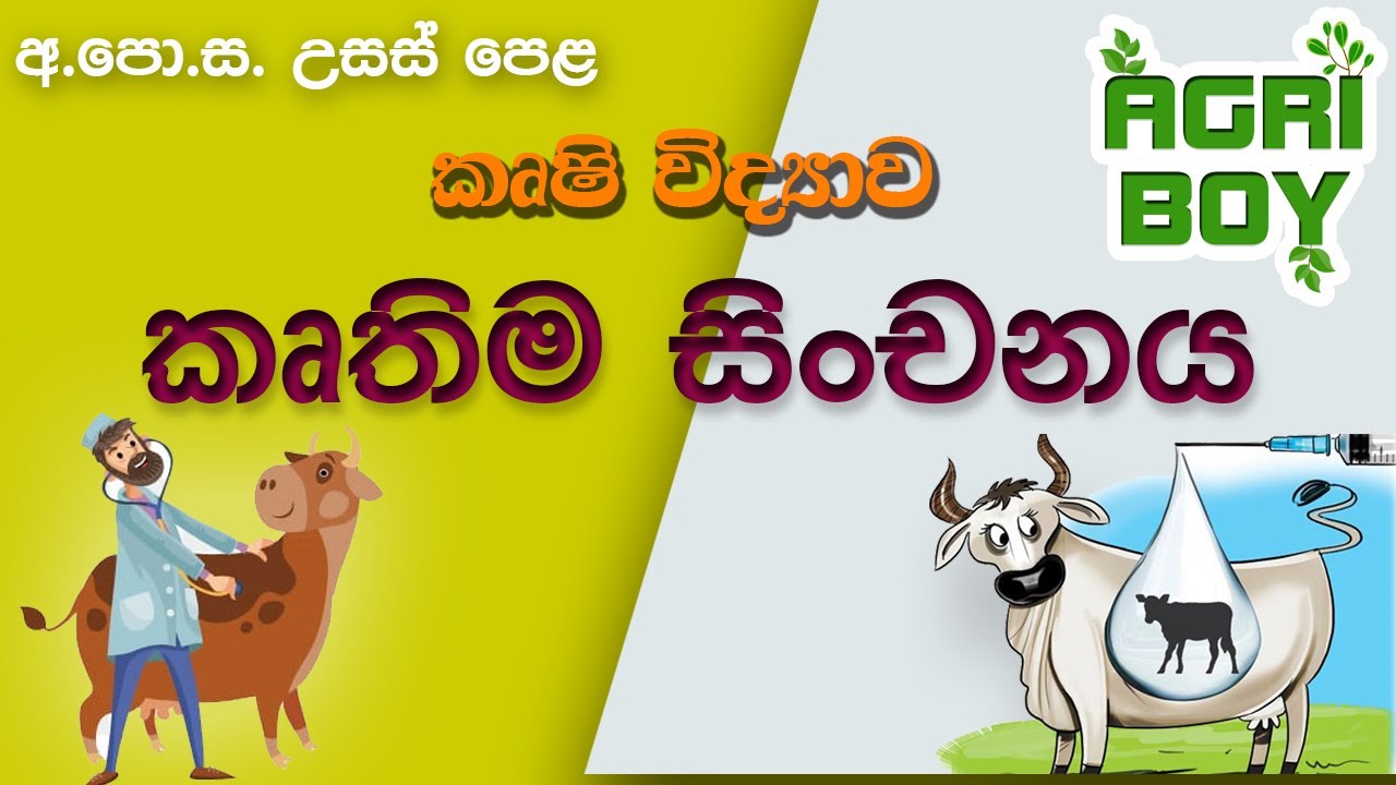 A/L Agriculture | කෘතිම සිංචනය | Artificial Insemination