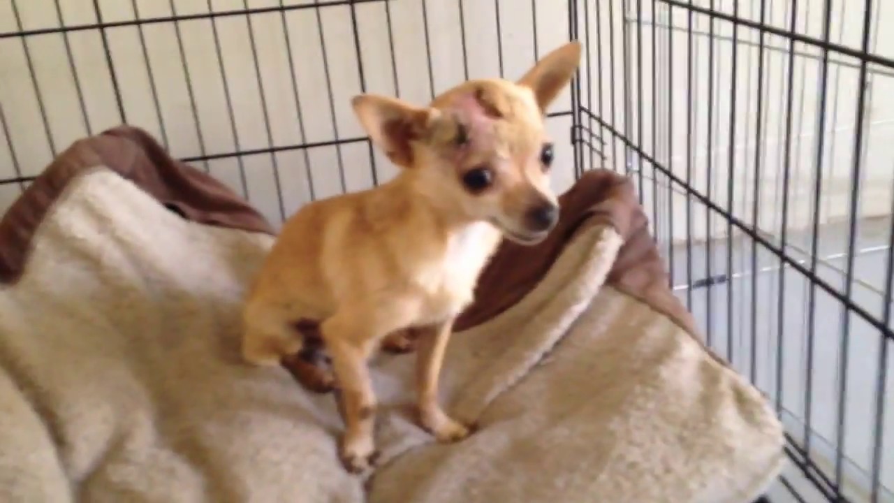 Titan Chihuahua Rescue