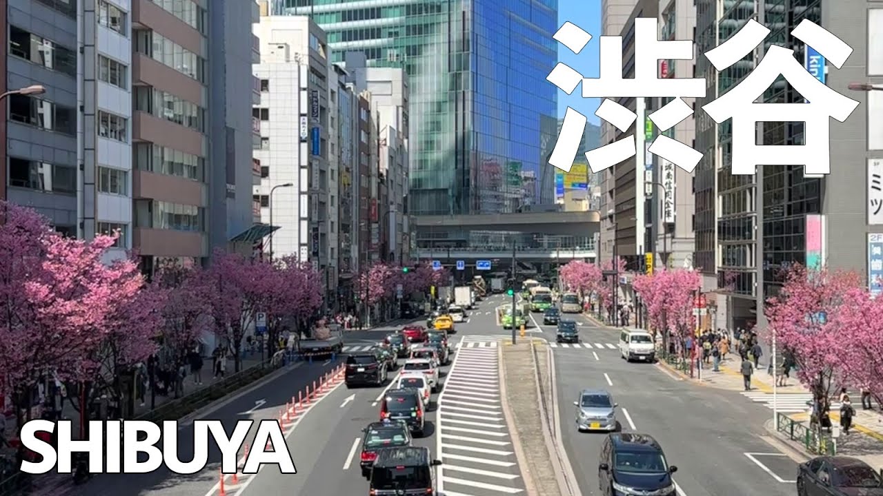 渋谷 | Shibuya Meiji Cherry Blossoms - Wabisabi Walks