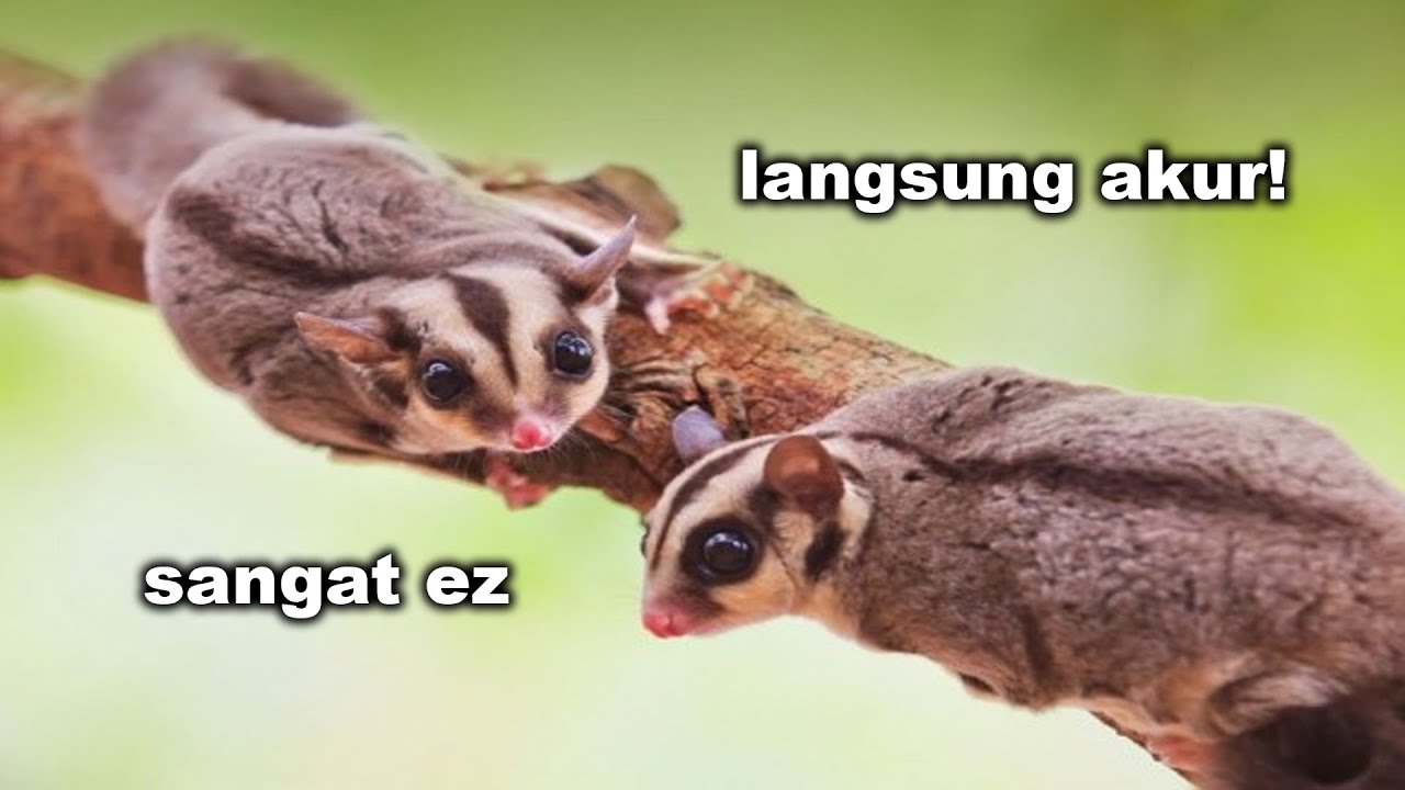 CARA MENJODOHKAN SUGAR GLIDER !!!