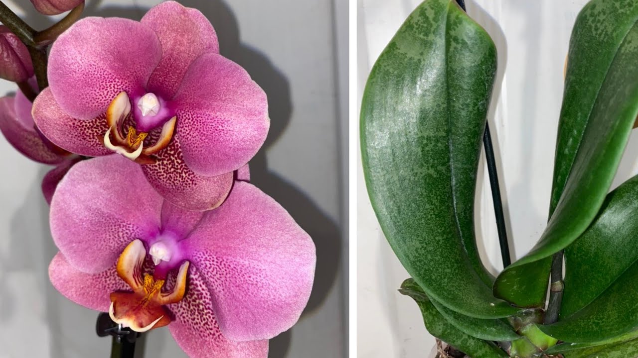 Обзор | Новая Орхидея | Phal. Hanni Dark Pink от Елены Гринь