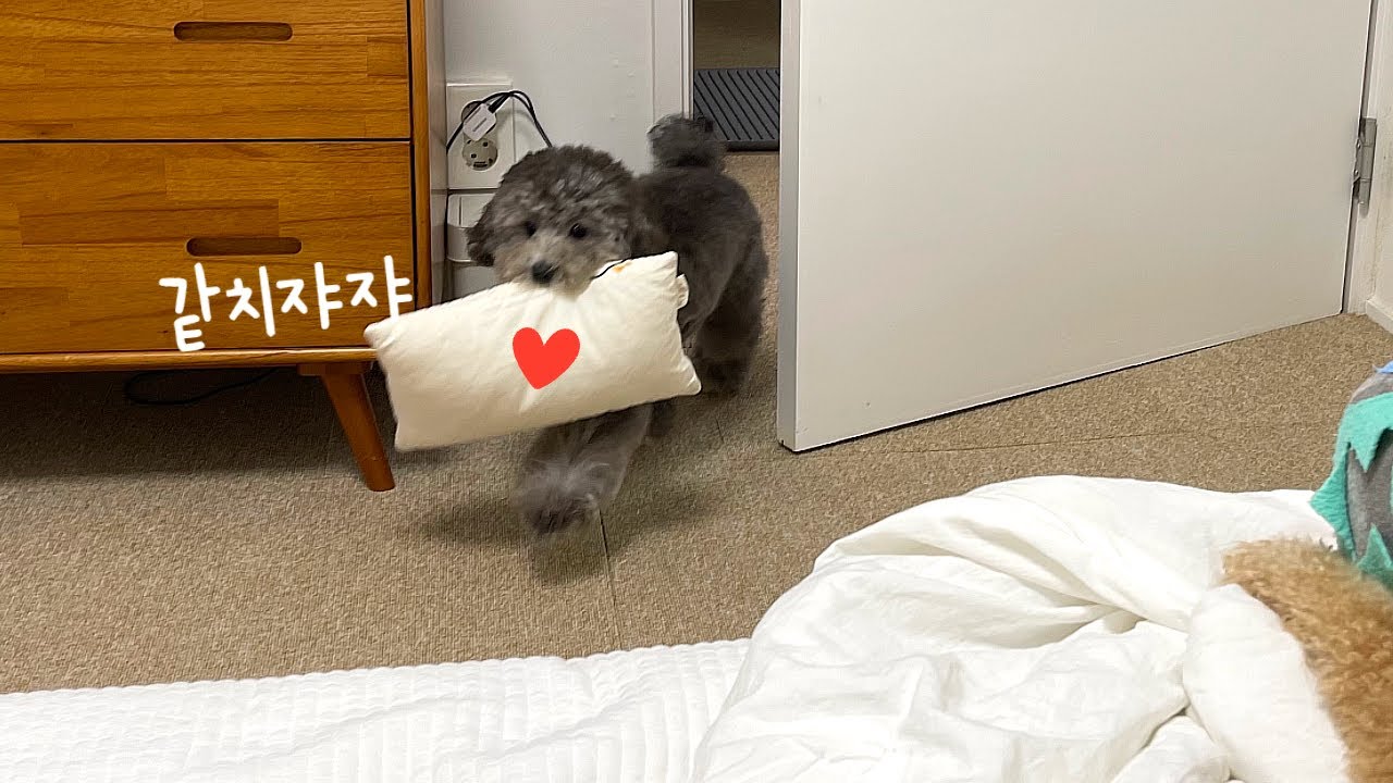 밤마다 같이 자자고 베개 물고 오는 아기강아지 ㅋㅋ (귀여워주금)