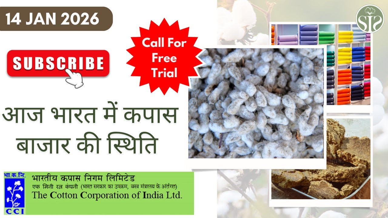 ऐसा रहा आज सम्पूर्ण भारत का रुई बाज़ार 🤔cotton market rate today #kapas #cotton