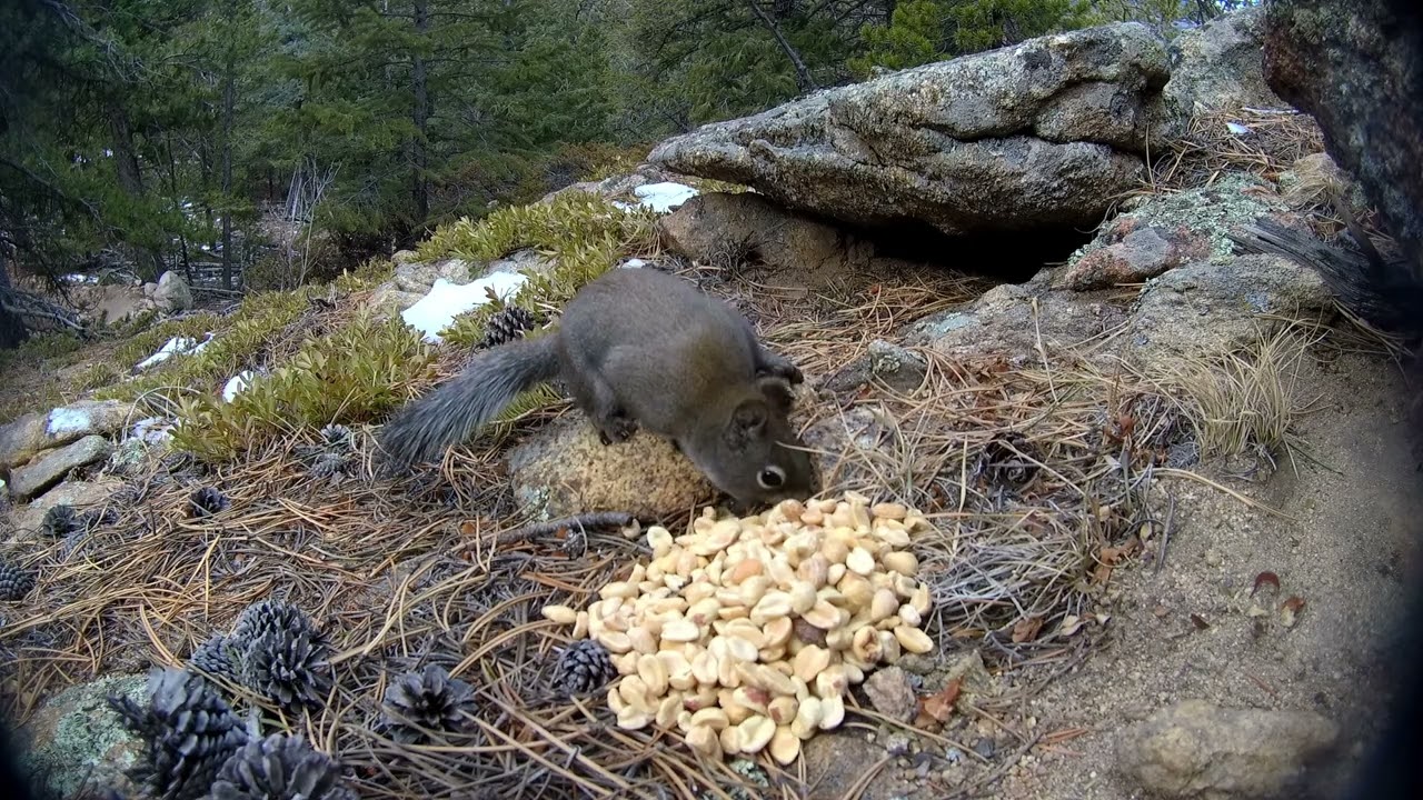 Peanut Surprise for a Wild Squirrel