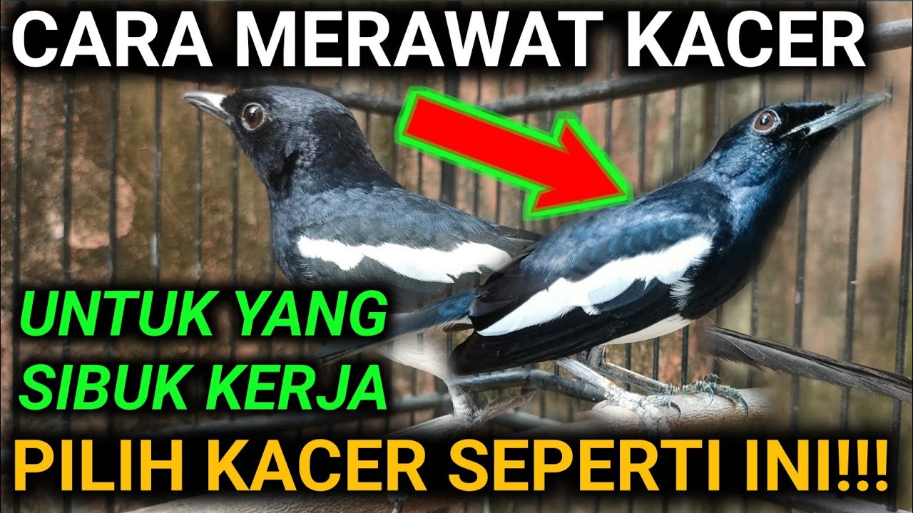 CARA MERAWAT KACER UNTUK YANG SIBUK KERJA KALIAN WAJIB PAHAMI !! DR KACER NEW