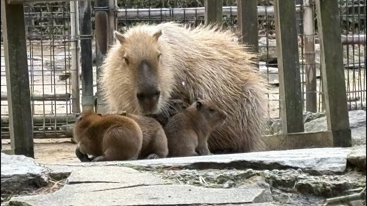 【LIVE】カピバラの赤ちゃん　capybara babies