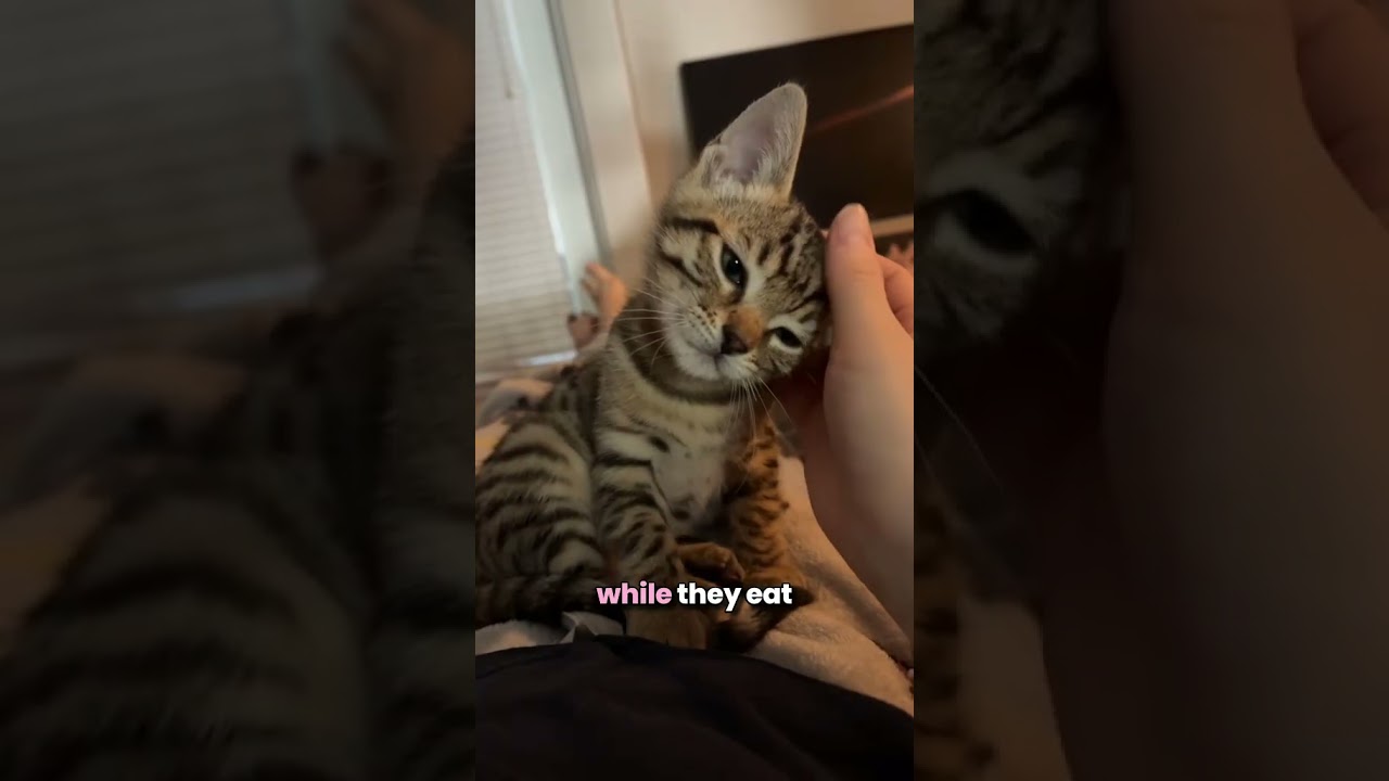 Why and how to bond with your new kitten 💕 #shorts #catshorts #cats