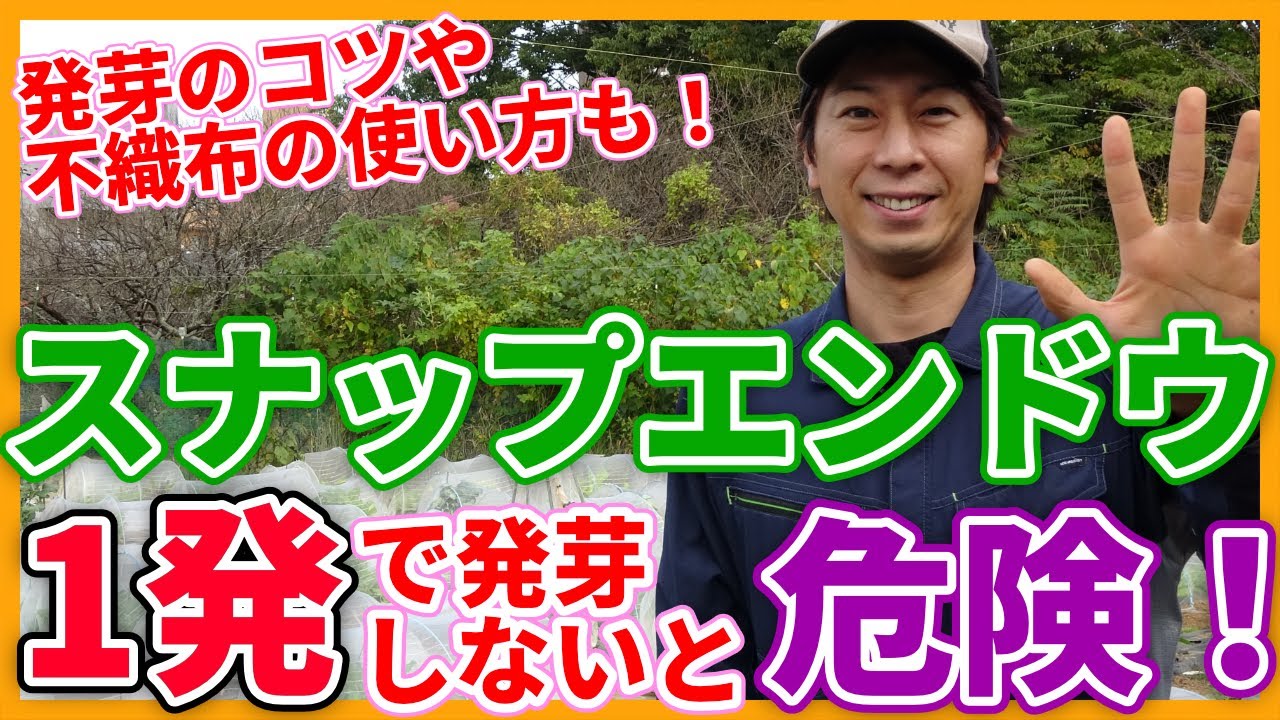 家庭菜園や農園のスナップエンドウ栽培は１発で発芽しないと危険！不織布の活用や育苗のコツを解説！/Tips for Cultivating Snap Peas from a JapaneseFarmer