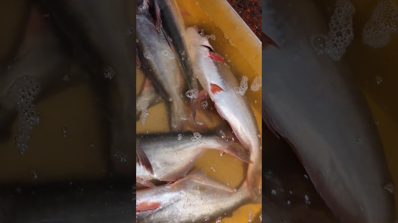 পাঙ্গাস মাছের কেজি কত? আজকের বাজার দাম জানুন! | Pangas Fish Price | #shorts